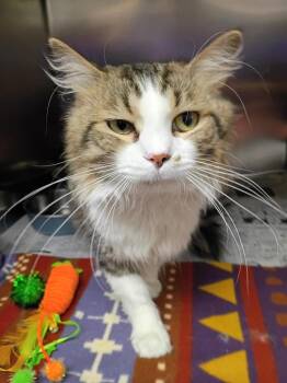 Domestic Long Hair Cats Available for Adoption in Findlay, Ohio - Seth | PetCurious