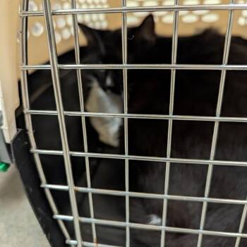 Adele -  Domestic Short Hair Cat for Adoption in Lynchburg, Virginia - Adele | PetCurious