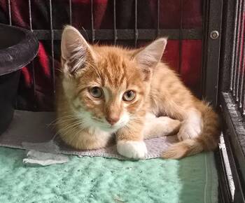 Colby Jack -  Domestic Short Hair Cat for Adoption in Auburn, Indiana - Colby Jack | PetCurious
