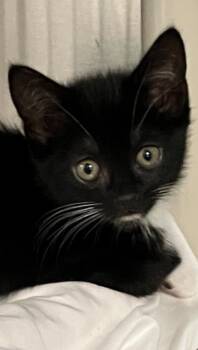 Mira -  Domestic Short Hair Cat for Adoption in Venice, Florida - Mira | PetCurious