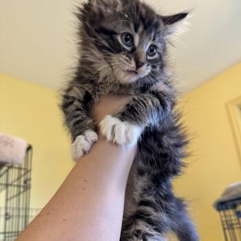 Maryanne -  Domestic Long Hair Cat for Adoption in West Orange, New Jersey - Maryanne | PetCurious