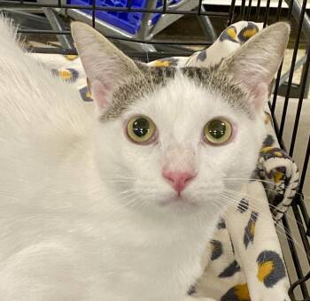 Jo -  Domestic Short Hair Cat for Adoption in Red Bank, New Jersey - Jo | PetCurious