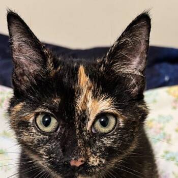 AppleJack -  Tortoiseshell Cat for Adoption in Edmond, Oklahoma - AppleJack | PetCurious