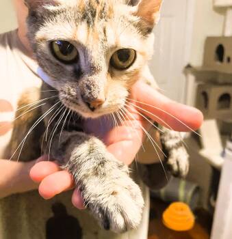 Rescue Domestic Short Hair Cats for Adoption - Ronnie | PetCurious