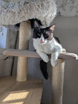 Tuxedo Cats Available for Adoption - Ben - Male Teen Kitten | PetCurious