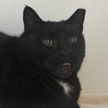 Pinky -  Domestic Short Hair Cat for Adoption in Kennett Square, Pennsylvania - Pinky | PetCurious