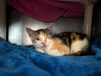 A884068 -  Domestic Short Hair Cat for Adoption in Camarillo, California - A884068 | PetCurious