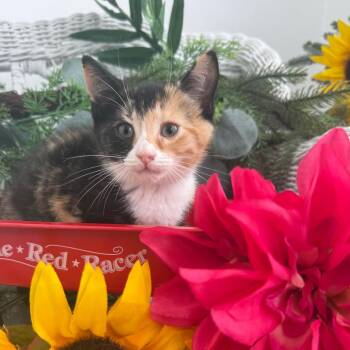 Mercedes Rover  56553 -  Domestic Short Hair Cat for Adoption in Eaton Rapids, Michigan - Mercedes Rover  56553 | PetCurious