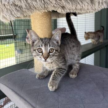 Tabby Cats Available for Adoption in Lathrop, California - Bonbon | PetCurious