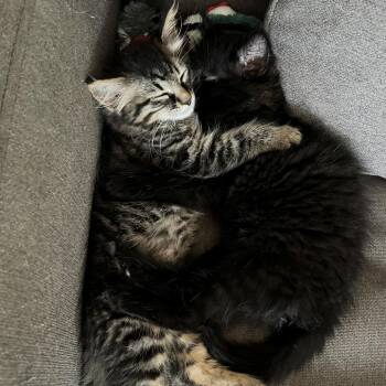 Stormy (bonded to Sasha) -  Domestic Long Hair Cat Available for Adoption in Santa Rosa, California - Stormy (bonded To Sasha) | PetCurious