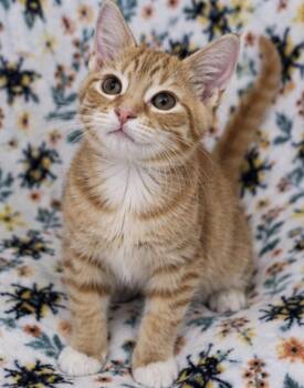 Nancy -  Domestic Short Hair Cat for Adoption in Hudson, New Hampshire - Nancy | PetCurious