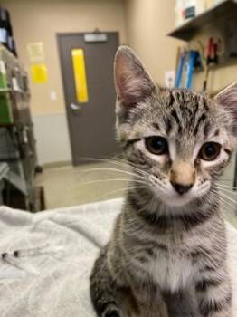 Sonya -  Domestic Short Hair Cat for Adoption in Kansas City, Missouri - Sonya | PetCurious