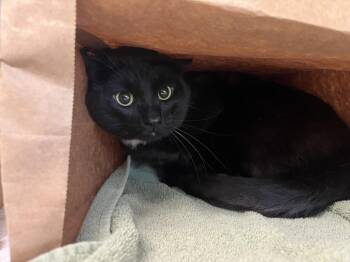 EMILIO -  Domestic Short Hair Cat for Adoption in Loveland, Colorado - EMILIO | PetCurious