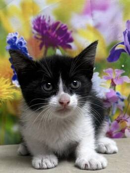 Domestic Short Hair Cats Available for Adoption in San Antonio, Texas - Chappell | PetCurious