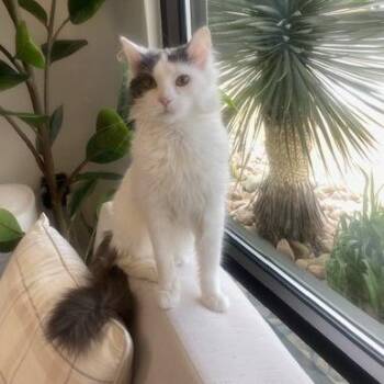 Domestic Medium Hair Cats Available for Adoption in Chesapeake, Virginia - Paramore | PetCurious