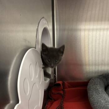Filet-O-Fish -  Domestic Short Hair Cat for Adoption in Los Angeles, California - Filet-O-Fish | PetCurious