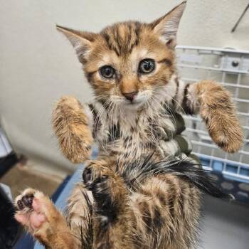 Miriam -  American Shorthair Cat for Adoption in Lake Jackson, Texas - Miriam | PetCurious