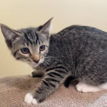 Charlotte La Bouff -  Domestic Short Hair Cat for Adoption in Pasadena, California - Charlotte La Bouff | PetCurious