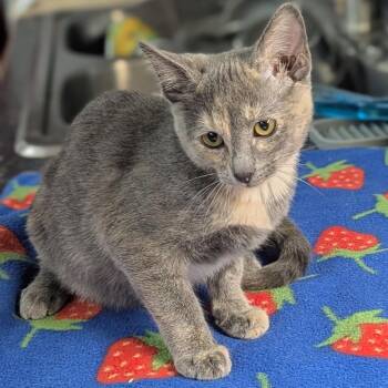 Venus -  Domestic Short Hair Cat for Adoption in Brighton, Missouri - Venus | PetCurious