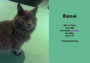 Rascal -  Domestic Short Hair Cat for Adoption in Lafayette, Colorado - Rascal | PetCurious