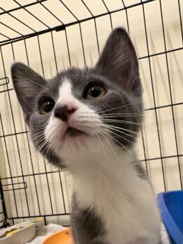 Ruby -  Domestic Short Hair Cat for Adoption in Fall River, Massachusetts - Ruby | PetCurious