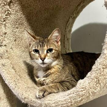 Miranda -  Domestic Short Hair Cat for Adoption in Duck River, Tennessee - Miranda | PetCurious