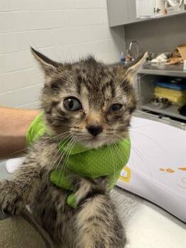 SCRUMBLE -  Domestic Short Hair Cat for Adoption in Indianapolis, Indiana - SCRUMBLE | PetCurious