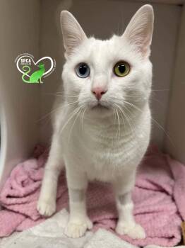 Newton -  Domestic Short Hair Cat for Adoption in Delson, Quebec - Newton | PetCurious
