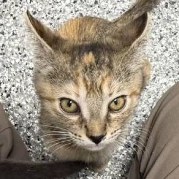 Brownie -  Domestic Short Hair Cat for Adoption in Bryan, Ohio - Brownie | PetCurious