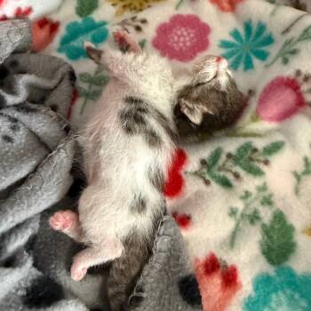 Rescue Domestic Short Hair Cats for Adoption in Port Richey, Florida - Brett | PetCurious