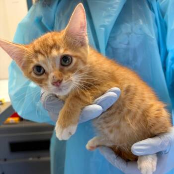 Celica -  Domestic Short Hair Cat for Adoption in Nashville, Tennessee - Celica | PetCurious