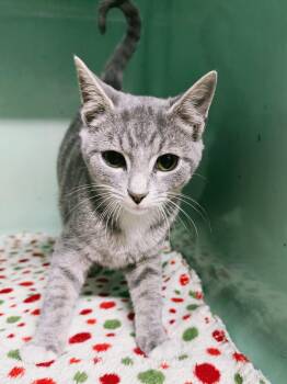 Domestic Short Hair Cats Available for Adoption - Rolo | PetCurious