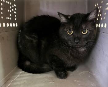 Domestic Short Hair Cats Available for Adoption in Denver, Colorado - Hachi | PetCurious