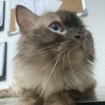 Meet Sultan — A Sweet Boy With a Big Heart -  Himalayan Cat for Adoption in Toronto, Ontario - Meet Sultan — A Sweet Boy With A Big Heart | PetCurious