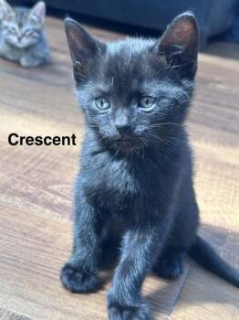 Domestic Short Hair Cats Available for Adoption in New York, New York - Crescent | PetCurious