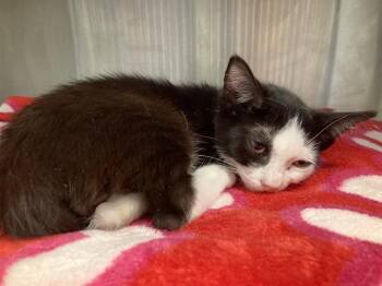 GAZPACHO -  Domestic Short Hair Cat for Adoption in Tustin, California - GAZPACHO | PetCurious