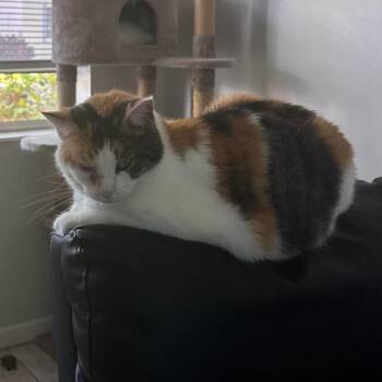 Kit9Kitty -  Domestic Short Hair Cat for Adoption in West Palm Beach, Florida - Kit9Kitty | PetCurious
