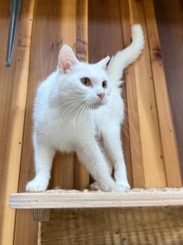 Domestic Medium Hair Cats Available for Adoption in Blountville, Tennessee - Maci | PetCurious