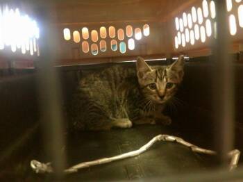 Domestic Short Hair Cats Available for Adoption in Ocala, Florida - JACKSON | PetCurious