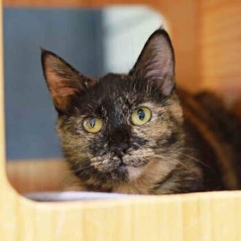 Evelyn -  Domestic Short Hair Cat for Adoption in Atlanta, Georgia - Evelyn | PetCurious