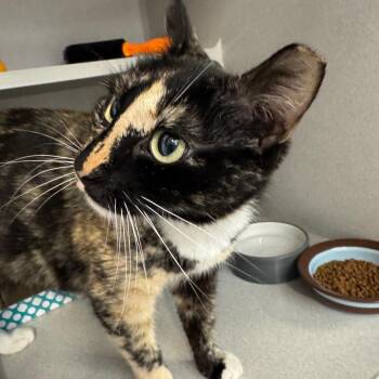 Domestic Short Hair Cats Available for Adoption - Lucy | PetCurious