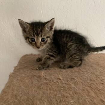 Sandi -  Domestic Short Hair Cat Available for Adoption in Woodstock, Virginia - Sandi | PetCurious