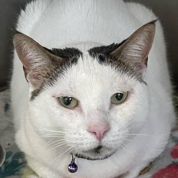 Kissy Fish Face -  Domestic Short Hair Cat for Adoption in Gloucester, Virginia - Kissy Fish Face | PetCurious