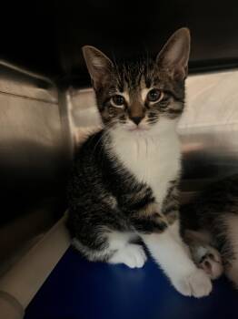 Misty CA-194/26 -  Domestic Short Hair Cat for Adoption in Burlington, Ontario - Misty CA-194/26 | PetCurious