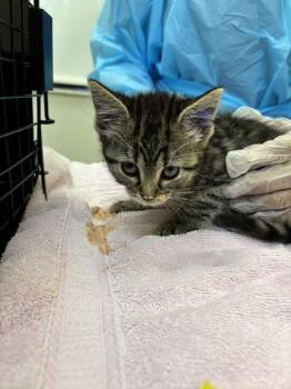 Galaxy -  Domestic Short Hair Cat for Adoption in Raleigh, North Carolina - Galaxy | PetCurious