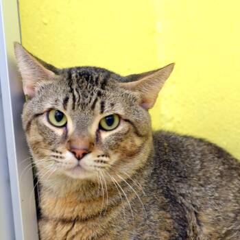 Governor -  Domestic Short Hair and Tiger Cat for Adoption in Sanford, Florida - Governor | PetCurious