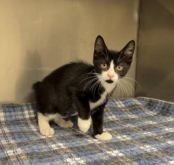 French Fry -  Domestic Short Hair Cat for Adoption in Montville, New Jersey - French Fry | PetCurious