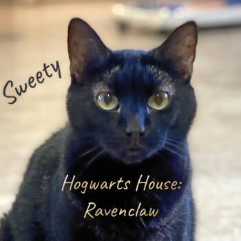 Sweetie -  Domestic Short Hair Cat for Adoption in Berkeley Springs, West Virginia - Sweetie | PetCurious