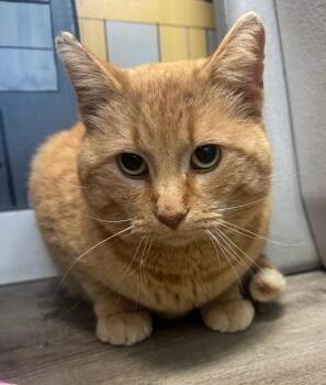 Domestic Short Hair Cats Available for Adoption in Winnipeg, Manitoba - Arthur | PetCurious