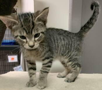 Nero26 -  Domestic Short Hair Cat for Adoption in Milwaukee, Wisconsin - Nero26 | PetCurious